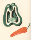 Kopie von silografia della serie 7 frutti, N� 5.jpg (35780 Byte)